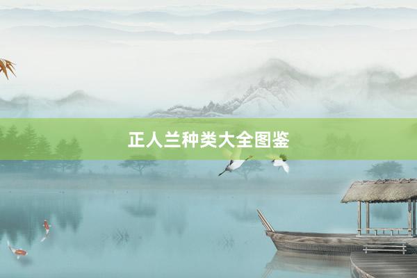 正人兰种类大全图鉴