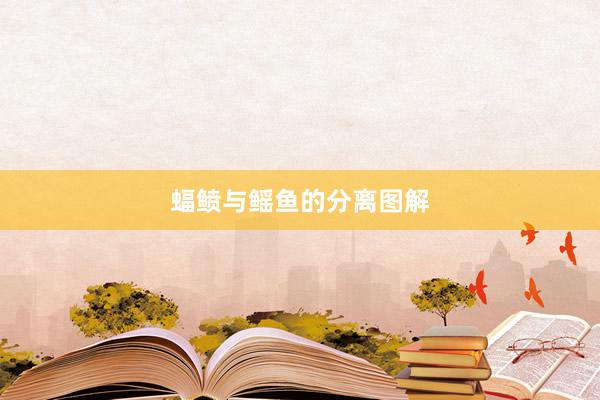 蝠鲼与鳐鱼的分离图解